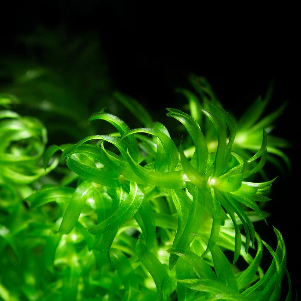 Amazon.co.jp: 和香 アナカリス 10本 初心者向き 水草 国産 無農薬