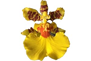 Dancing Lady Orchid: Floriferous, Effortless Growth, Stunning Blooms (Shipped Dormant)