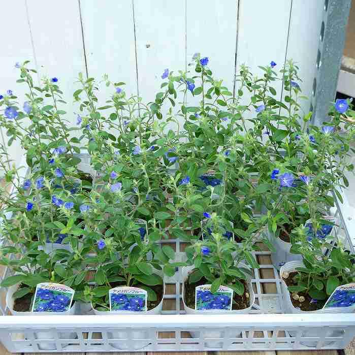 Amazon.co.jp: アメリカンブルー 苗 3.5号 夏の花壇苗 青花 花苗