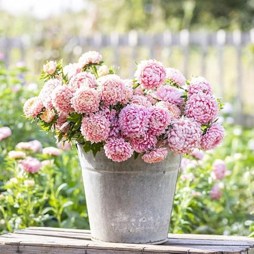 Eden Brothers Aster Seeds (Peony Duchess) - Apricot - Thumbnail 2