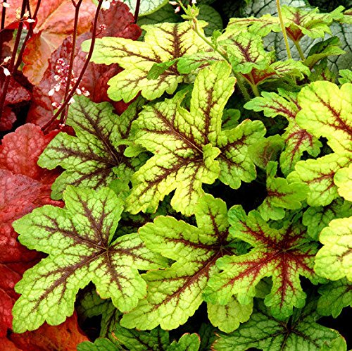 Pack x6 Heuchera Heucherella Alabama Sunrise Perennial X Large Garden Plug Plants