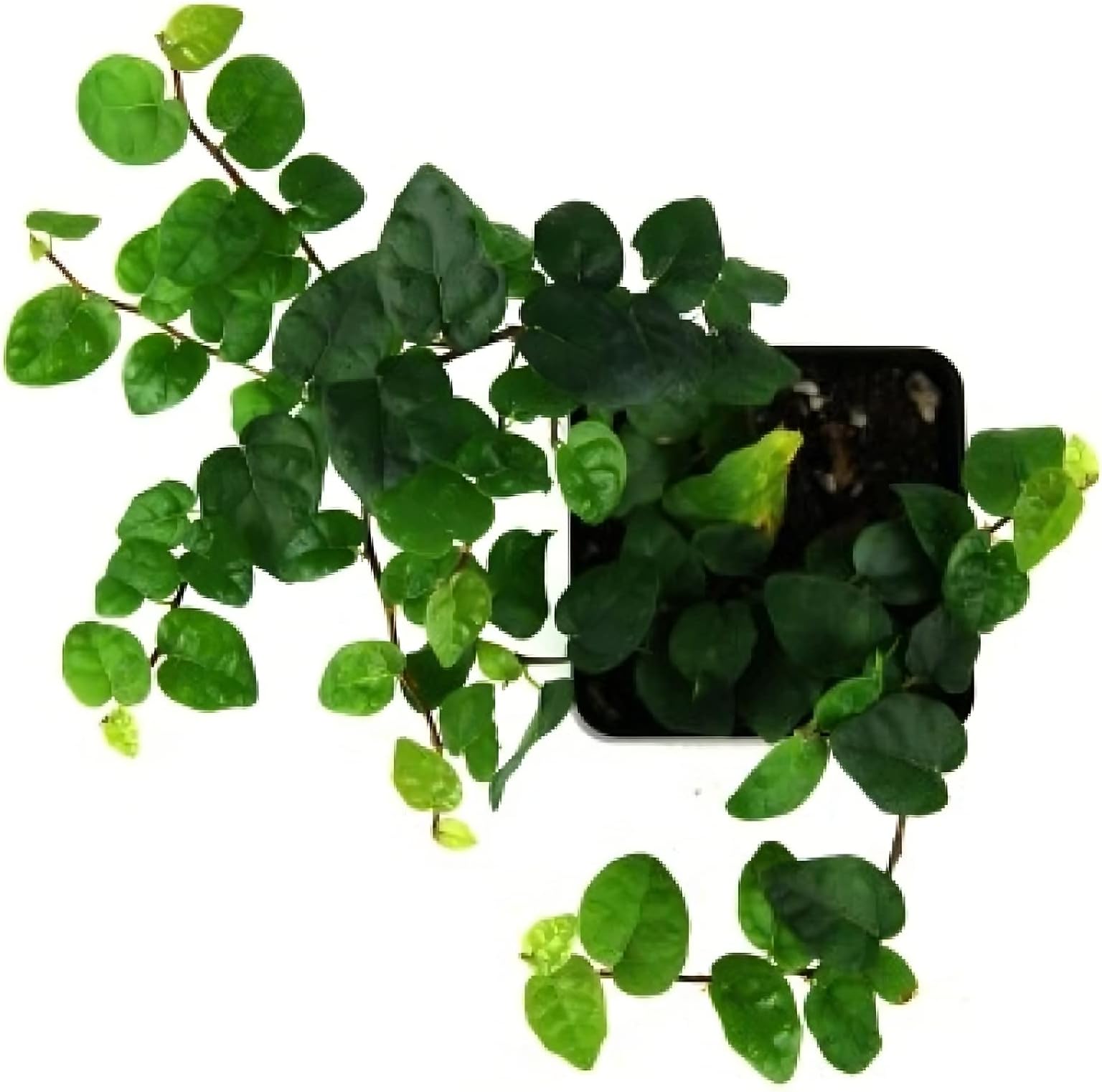 SENECIO Heart Shape Leaf Ivy Waghnakhi Ficus Pumila Repens,Creeping Fig,Chipkali Bel Evergreen Decorative Foliage Vine Creeper LIVE Plant