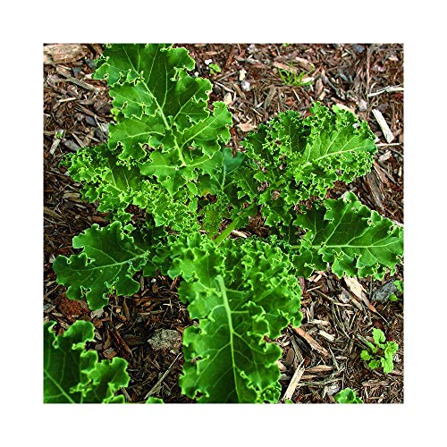 Park Seed Sweet Slender Leafed Variety White Russian Kale Seeds,