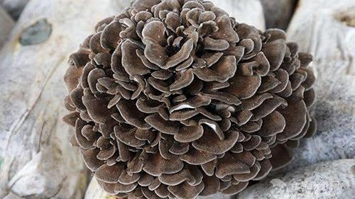 Miniatura 3 de Semillas Maitake Setas Setas Spawn Spawn Micelio para plantar No-GMO