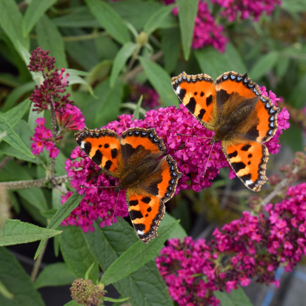 Buddleia 'Summer Bird Raspberry' Plug Plant x 4. Butterfly Bush. Pink red Flowers. Dwarf buddleja for pots. Plants for Pollinators. Available from Bedwen Plants