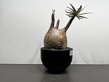 発根済 パキポディウム グラキリス ［ NO⑥マダガスカル 現地株 / ］ Amazon.co.jp: マダガスカル現地株 パキポディウム グラキリス