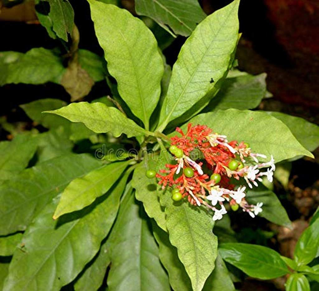 Creative Farmer Live Plant Garden Plants Sarpagandha (Rauvolfia Serpentina) Herb (1 Healthy Live Herb/Medicinal/Ornamental Plant) (B08Q8LC2RP) Amazon Price History, Amazon Price Tracker