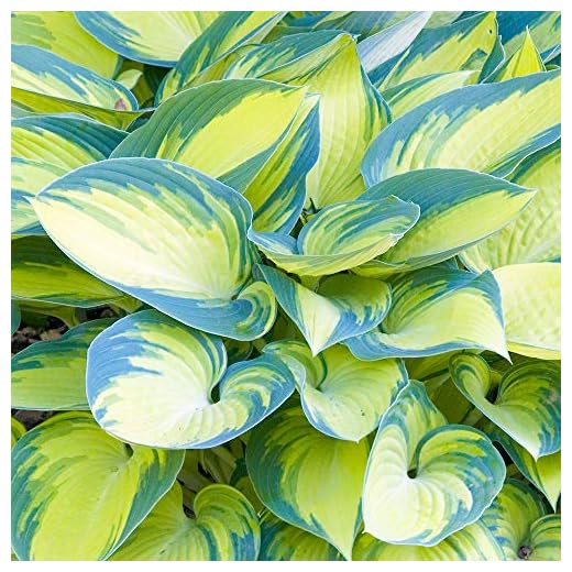 Hosta 'June' Plantain Lily Herbaceous Perennial Flowering Potted Garden Shrub (20-30cm Incl. Pot)