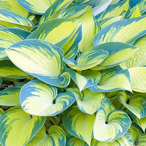 Hosta June Plantain Lily Herbaceous Perennial Flowering Potted Garden Shrub (20-30cm Incl. Pot)