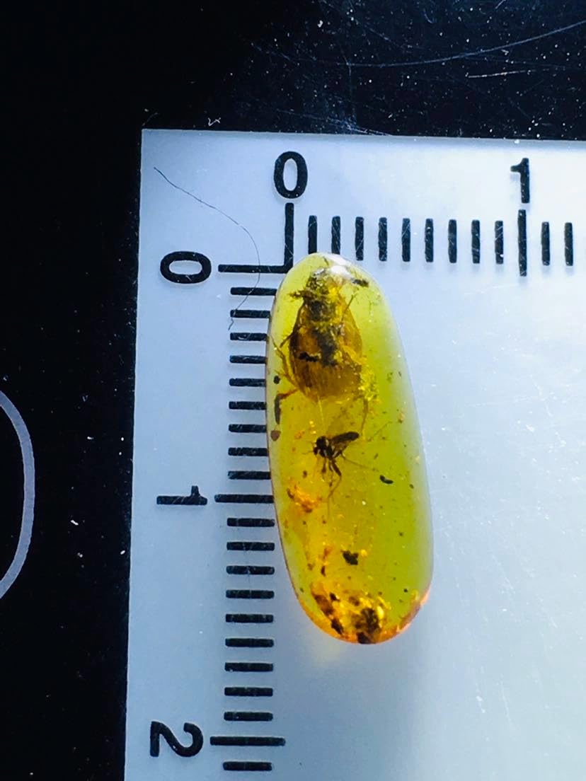 Burmese burmite Cretaceous Beetle Insect Fossil Amber Myanmar