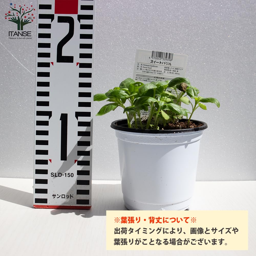 Amazon.co.jp: ITANSE スイートバジル 3個セット ハーブ苗9~10.5