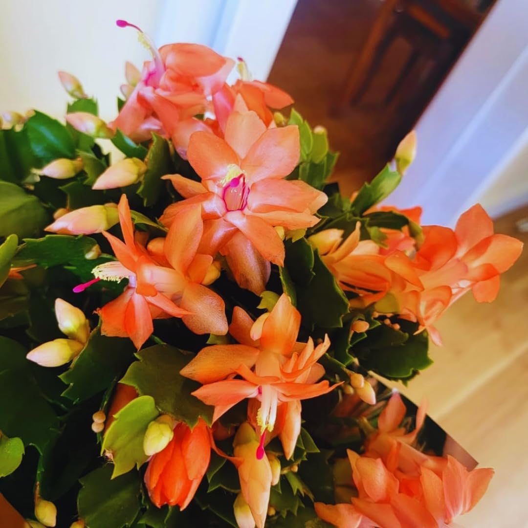 Orange Christmas Cactus Plant Live Christmas Cactus, Holiday Cactus Live Plant, 4 Inc Pot