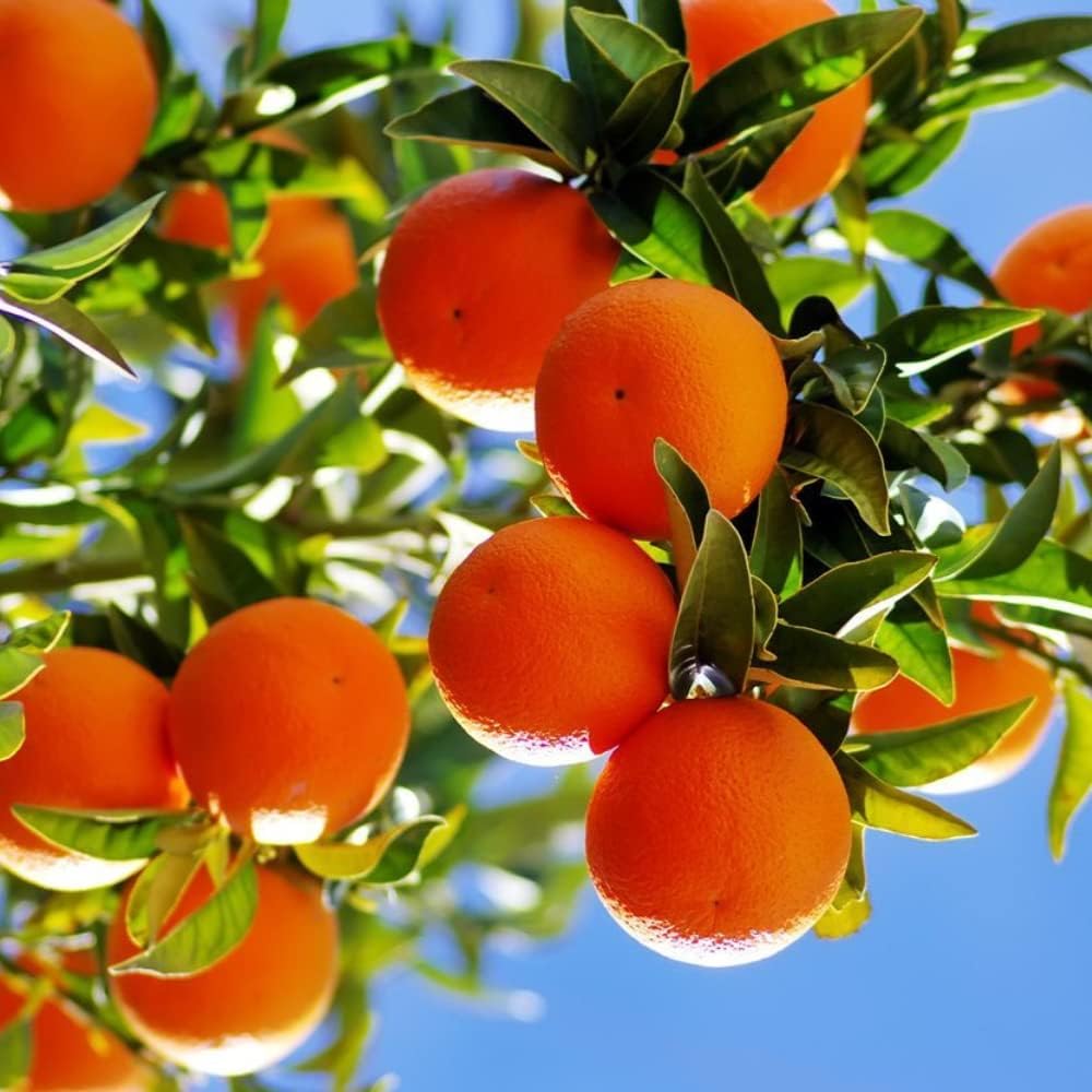 Orange Tree Live Plant Mandarin Tangerine Tree Orange