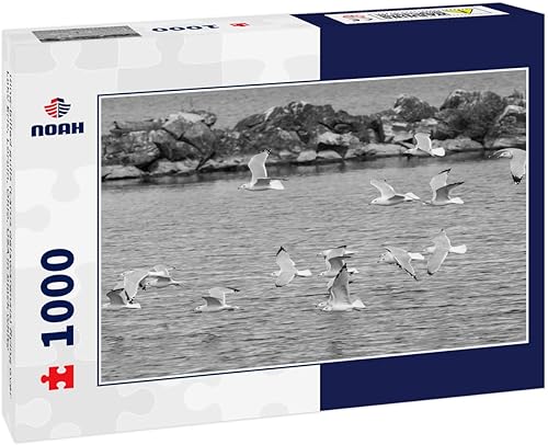 Miniatura 1 de Noah - Rompecabezas de gaviotas con pico de anillo (Larus delawarensis) volando sobre el lago Erie, Lorain, Ohio, Estados Unidos, en blanco y negro,