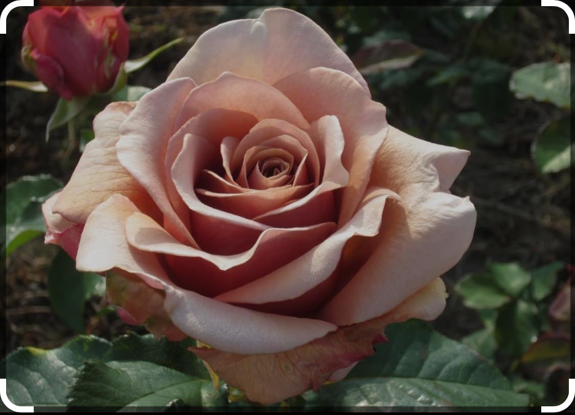 Mocha - Fragrant Coffee Tone-Bush Rose Plant in 4 Litre Pot