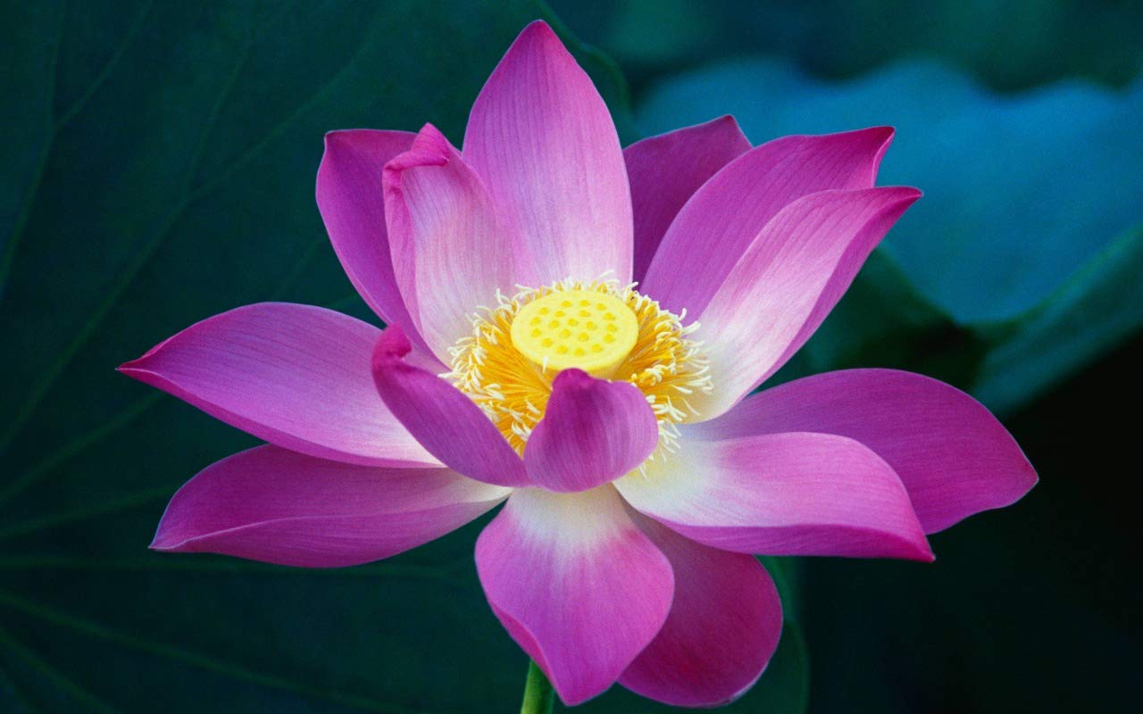 See full amazon price history chart for BEE GARDEN� Lotus of the Clear Moon Seed (15 seeds) BEE GARDEN� Lotus of the Clear Moon Seed (15 seeds) (B089K2V868) Amazon Price History, Amazon Price Tracker