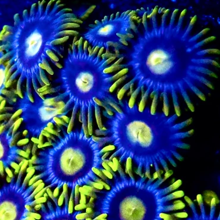 coralSLover. Live Saltwater Aquaculture Coral Decor for Reef Tanks & Aquariums - Coronas Zoanthids. (3 Heads)
