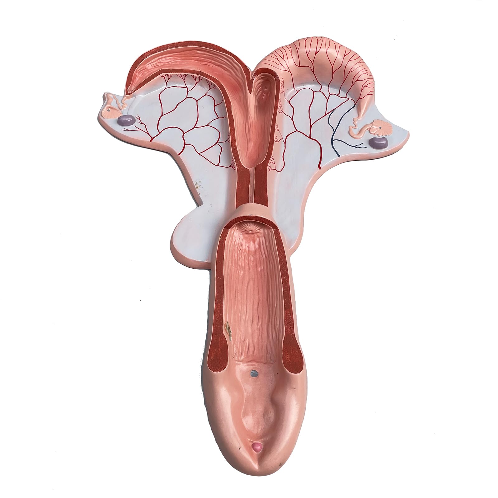 Yrqmgsf Red Horse Uterus And Ovary Model Animal Anatomical Horse Genital Reproductive Organ Model For School Teaching Demonstration Tool