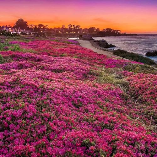 10000 Tomillo rojo perenne semillas de cobertura del suelo - No OGM creeping semillas de tomillo para la siembra