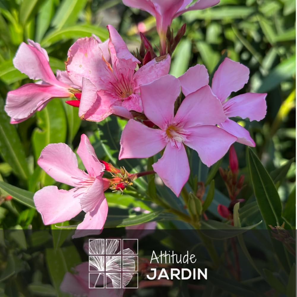 Attitude Jardin - alloro rosa - nerium oleander -110-120 cm - ⌀ 24 cm - pianta da esterno - fiore rosa