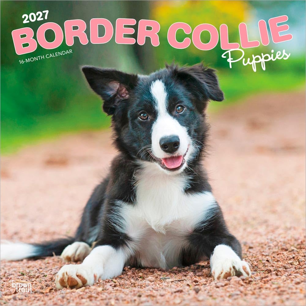 Border Collie Puppies - Border Collie Welpen 2027 - 16-Monatskalender: Original BrownTrout-Kalender [Mehrsprachig] [Kalender]