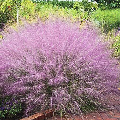 BRECK'S - Pink Muhly Ornamental Grass, Dormant Bare Root Perennial Starter Plant, 1 Plant per Offer