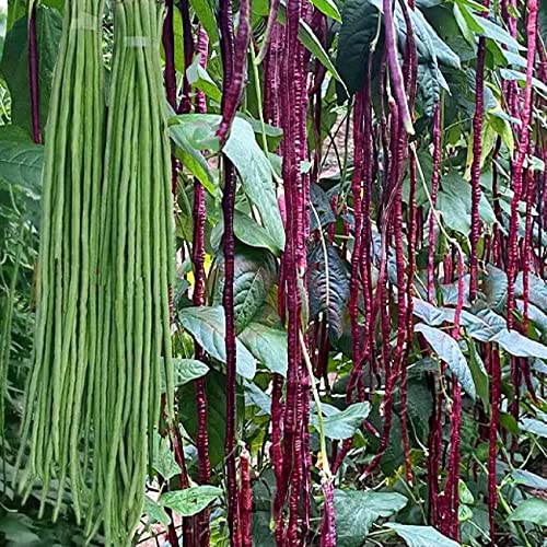 100+ Seeds Snake Oriental Yard Long Asparagus Pole Bean Seeds for Planting Red and Green Noodle Beans Heirloom Non-GMO Delicious Vegetable Seeds(50 Pcs for 2 Pack)