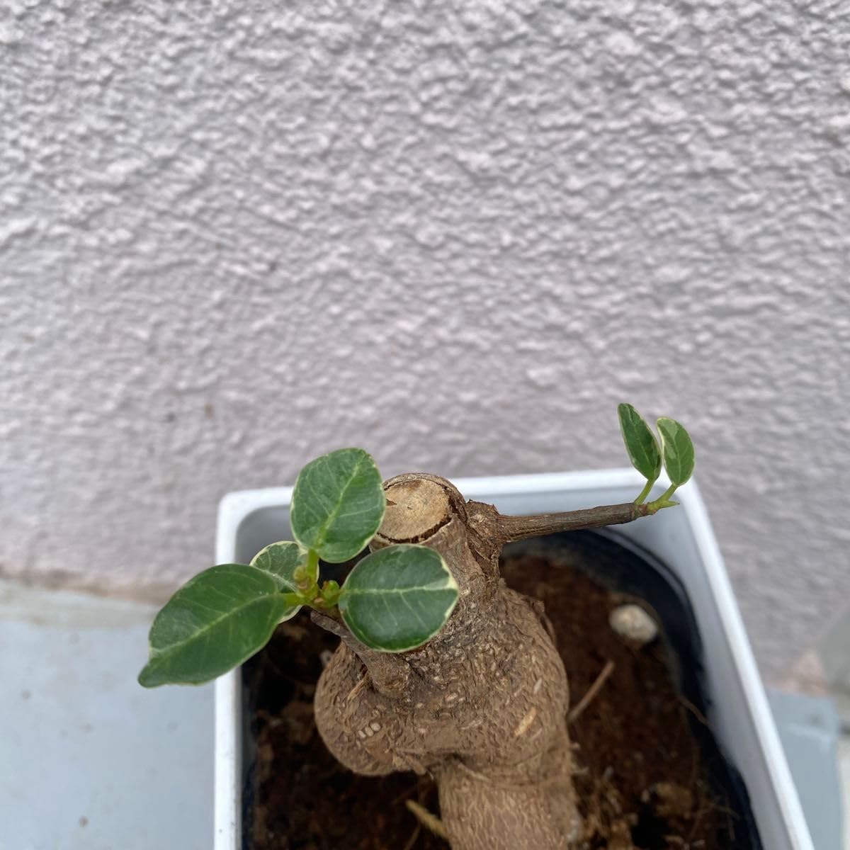 Amazon.co.jp: パンダ ガジュマル 斑入りPanda Gajyumaru Variegated 