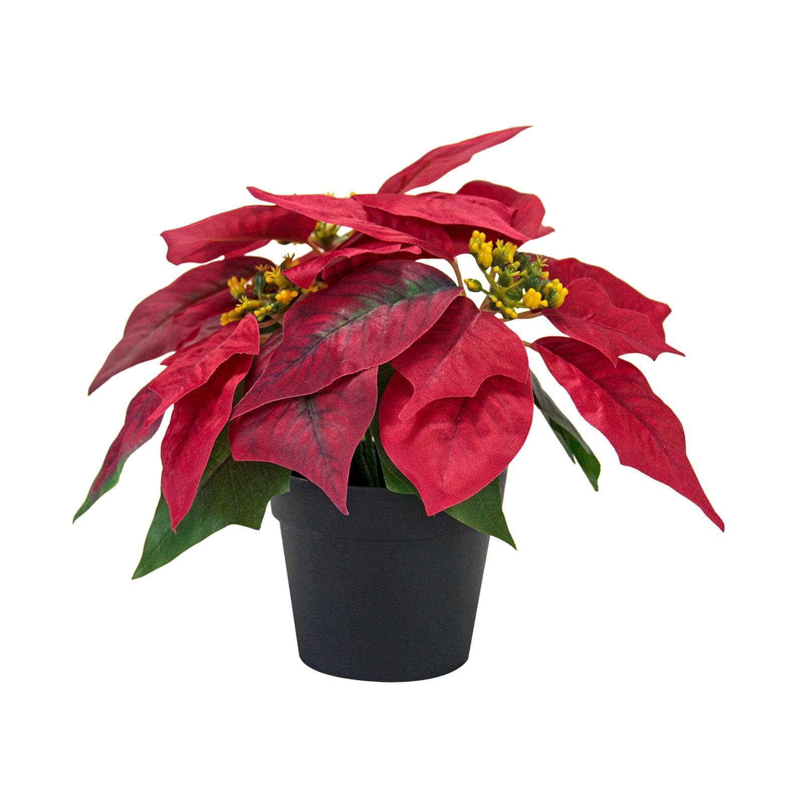Plante bonsaï de Noël pour décoration de table de chambre