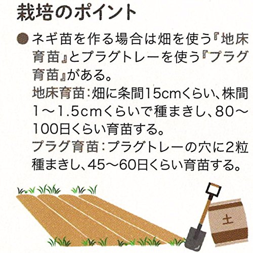 Amazon.co.jp: ネギ 種子 味十八番 一本ねぎ (コート種子 200粒) : DIY