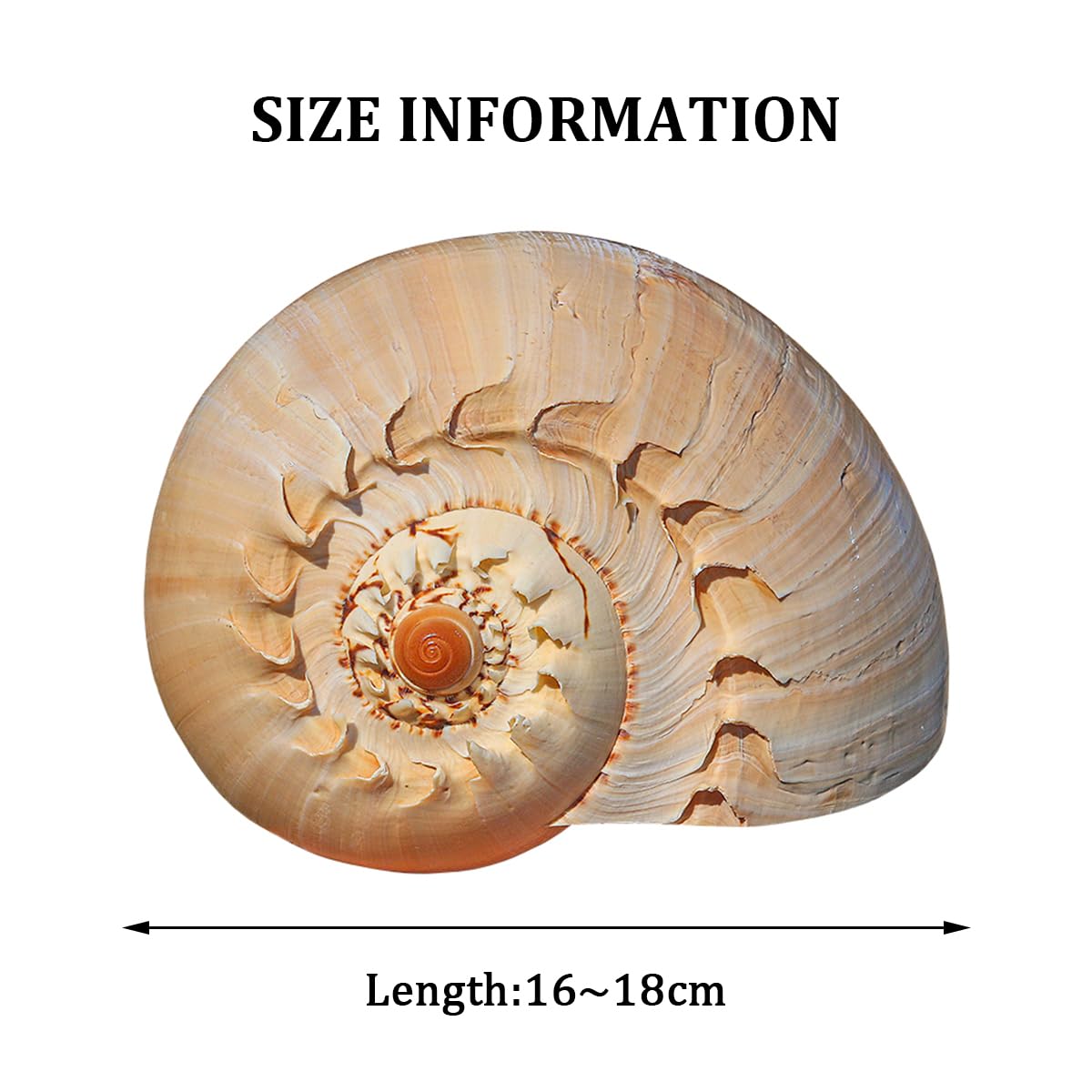 Duże muszle naturalne, Olbrzymia muszla morska 12~23 cm żółte muszle, do dekoracji imprezowych, akwarium(16~18cm)
