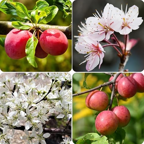 1 Plum Tree Live Plant 8 To 12 Inc Height, Plumcot Plum Fruits Tree Plant, Cannot Ship To Ca #TOP28