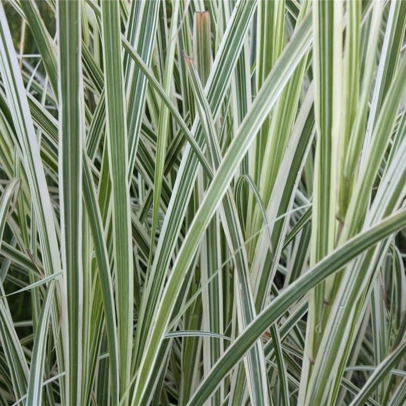 40pz Pianta Miscanthus Variegato