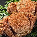 特大 毛ガニ 毛蟹 2匹 北海道 カニ ギフト 2尾入 ボイル蟹 冷凍 計1.6kg (約800g×2尾入) どさんこグルメマーケット