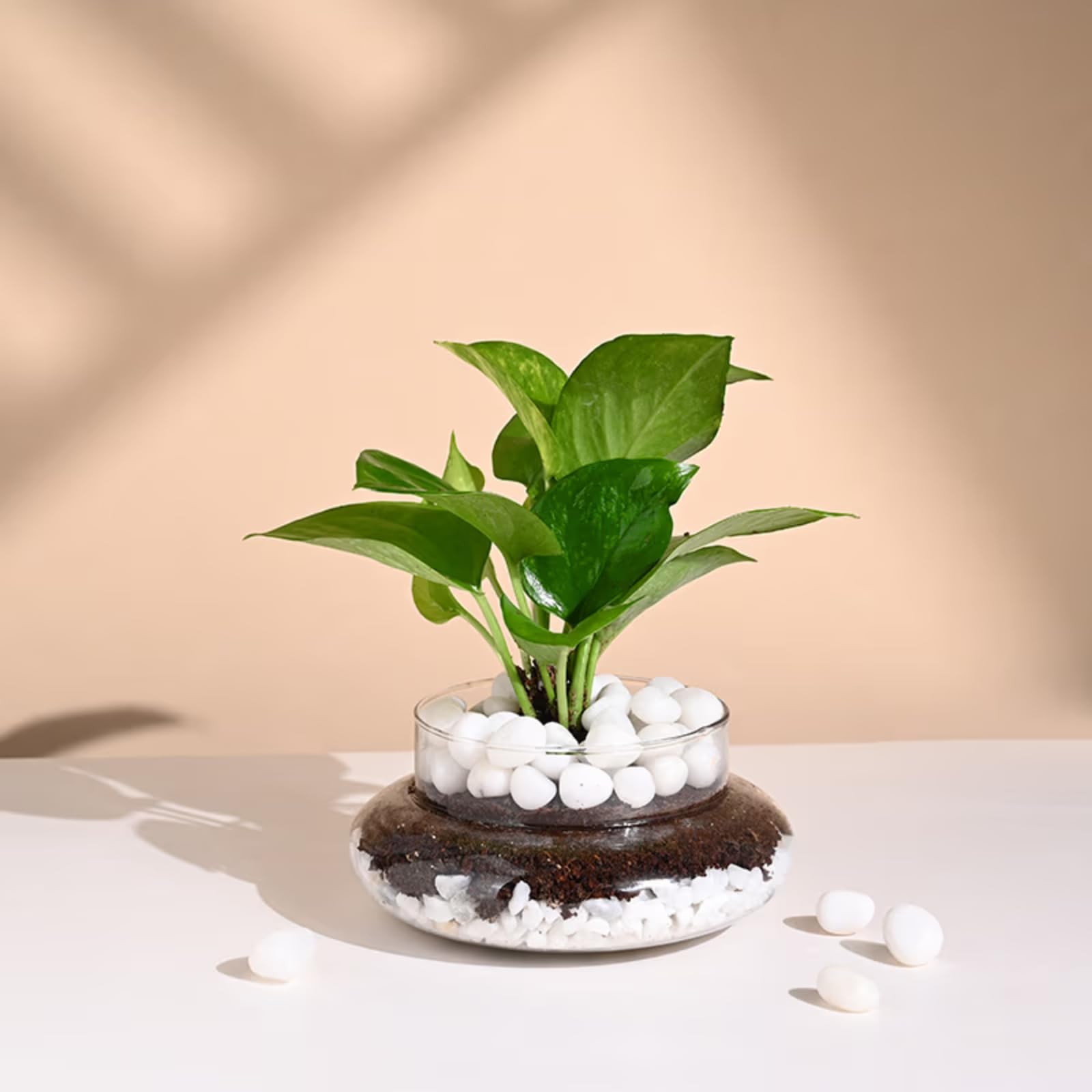 FlowerAura Air Purifying Lucky Money Live Terrarium Plant In Potpourri Pot For Office/Home Decor & For Birthday Gift, Anniversary Gift, Diwali Gift, Holi Gift, Mothers Day Gift (Same Day Delivery) (B0CYLZ3KBB) Amazon Price History, Amazon Price Tracker