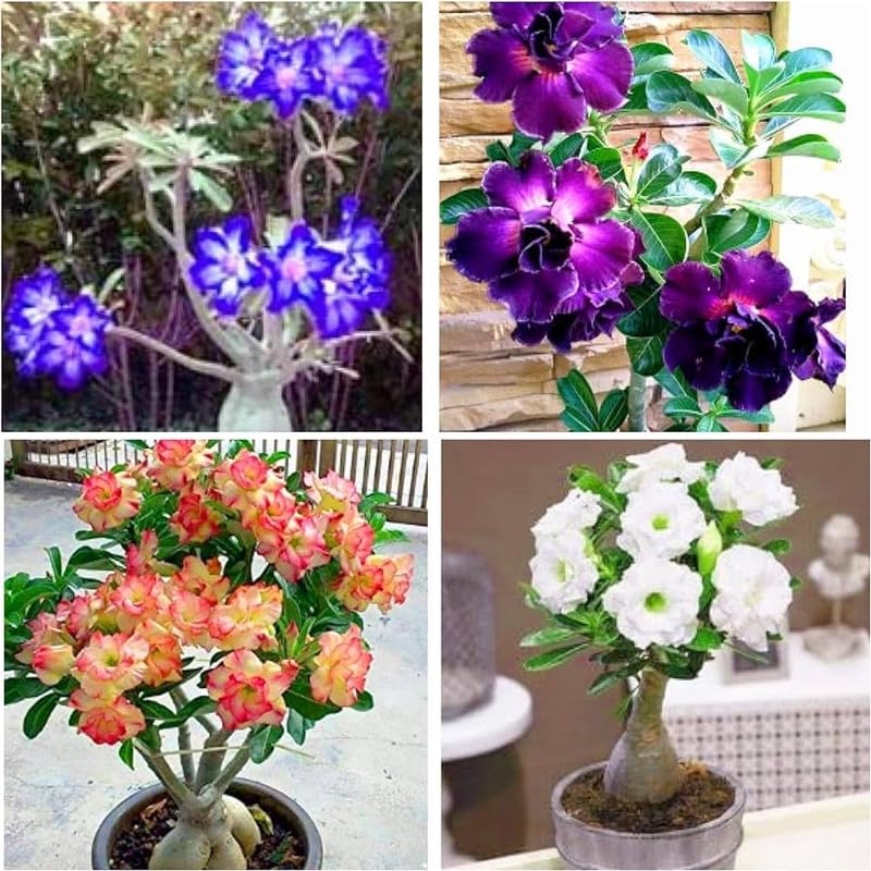 Hybrid adenium live plant pack of 4 | (Combo) | BDSresolve_14 (B0D3T767H1) Amazon Price History, Amazon Price Tracker