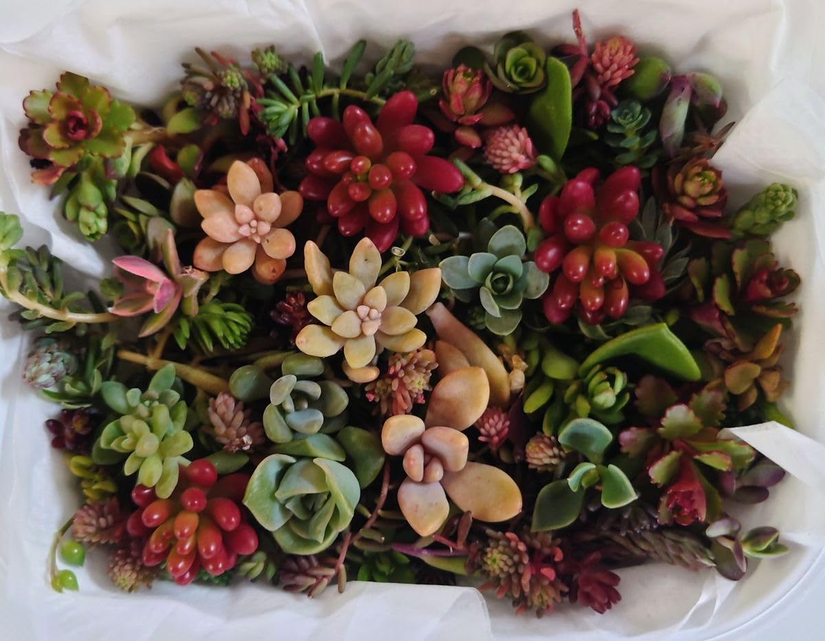 Sold Out セダム カット苗 寄植え Amazon.co.jp: ☆セダム 多肉植物 カット苗 寄せ植えセット 40種以上の