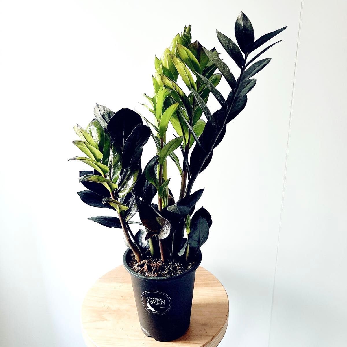 ザミオクルカス　レイヴン　1 Amazon｜ザミオクルカス レイヴン 鉢植え 観葉植物｜観葉植物