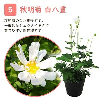 Amazon.co.jp: シュウメイギク 秋明菊 12cmポット 苗 【白八重