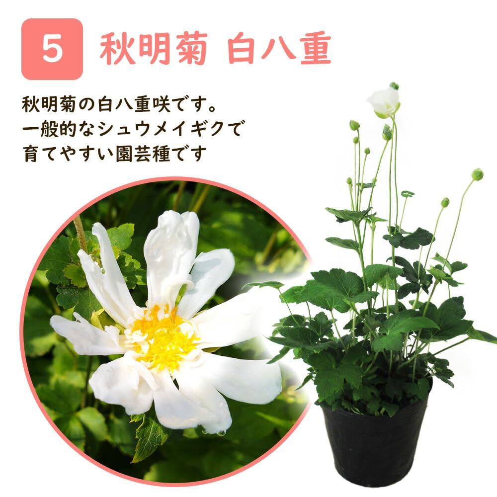 Amazon.co.jp: 【花終わり】シュウメイギク 秋明菊 12cmポット 苗 【白