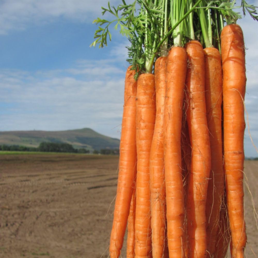 Dobies Carrot ‘Excalibur’ F1 Seeds – Daucus carota – 1 Packet (Approx. 200 Seeds) – Long, Slender Imperator Carrots for Easy Harvesting by Suttons