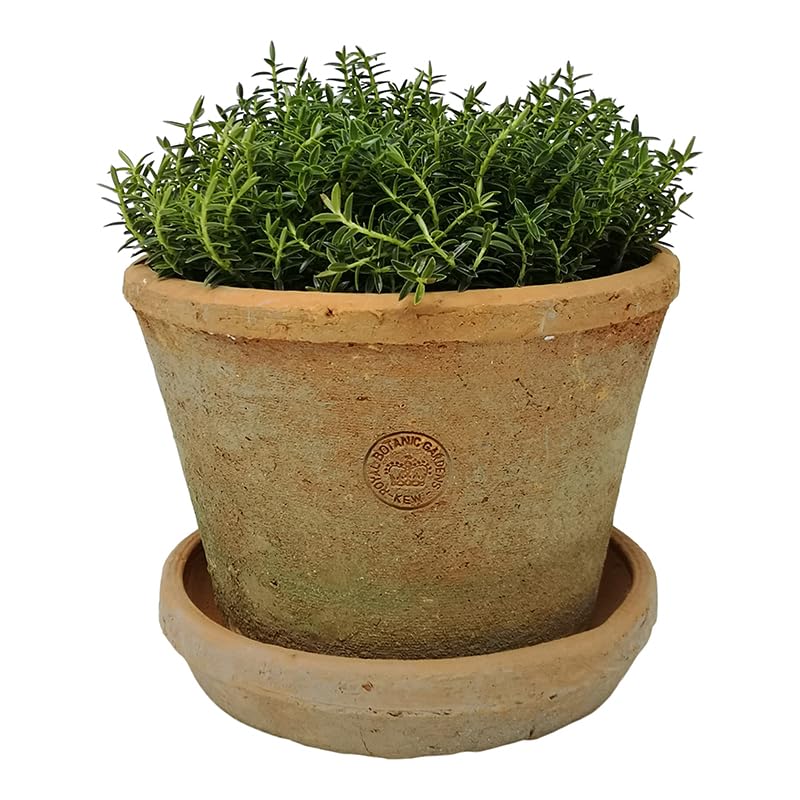 Large Terracotta Plant Pot with Saucer, Rustic Planter, Succulent Pot, Tall Terracotta Plant Pot with Dish, Redstone Weathered Aged Stone Herb, Bulb, Crocus, Flower Pot Planter