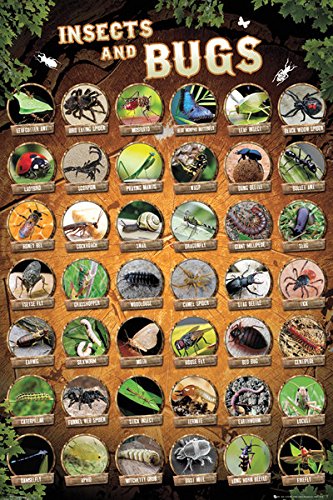 Affiche Insects And Bugs grand poster pour habiller un grand mur vide