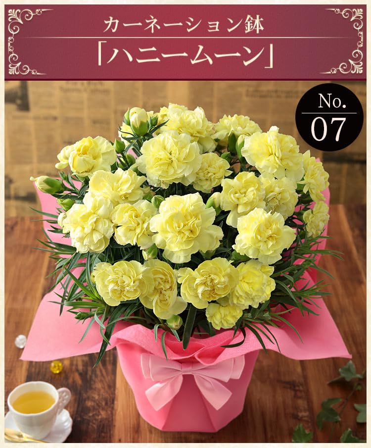 Amazon｜母の日 花 鉢植え 5号鉢 ギフト プレゼント カーネーション鉢