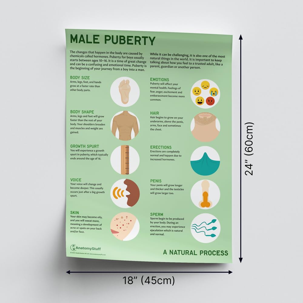 AnatomyStuff Poster/Diagramm "Männliche Pubertät", 45,7 x 61 cm, körperliche Entwicklung, PHSE, pädagogisches Wanddisplay, Klassenzimmer-Ressource