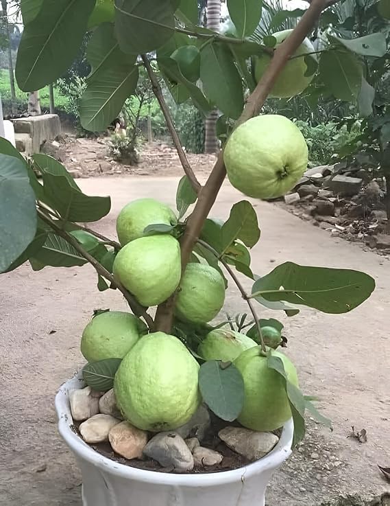 Image of Thai Red Guava Plant Hybrid All Seasons Amrud Live Tree Red Diamond Guava Plant Original With Pot