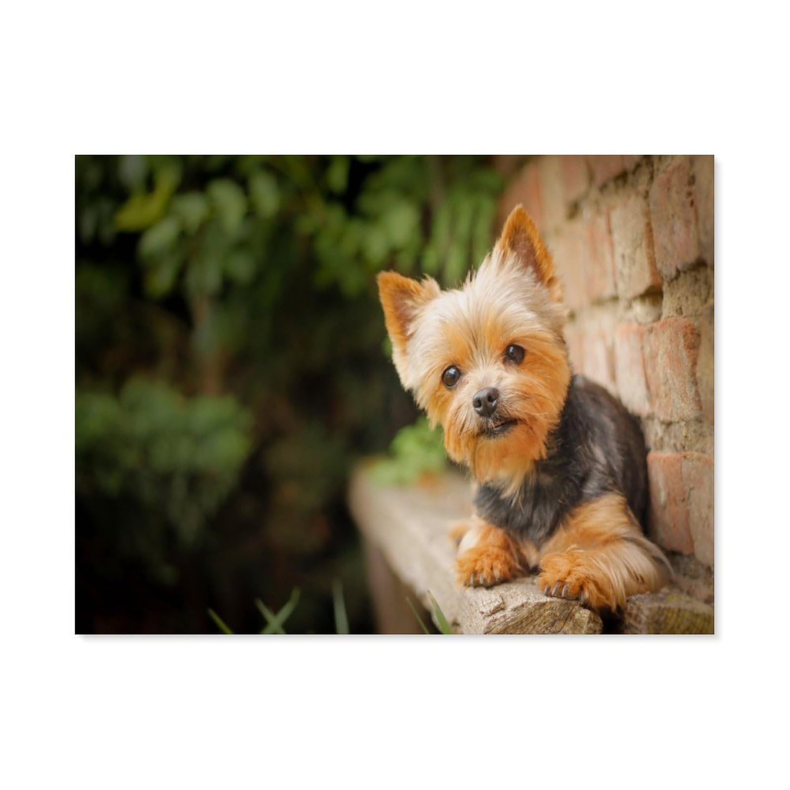BEAYODKP Paint by Numbers for Adults，Small Yorkshire Terrier, Dog，DIY Paint by Numbers Kits for Adults Kids on Canvas with Brushes and Acrylic Pigment Oil Painting Kits Home Decor Gift(50x60cm) -A77