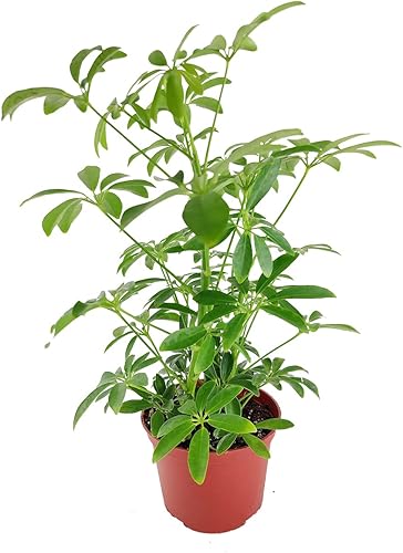 Miniatura 2 de Schefflera Arboricola - Árbol de paraguas enano (maceta de cultivo de 6 pulgadas) - Planta de interior tropical - Planta de interior baja luz y