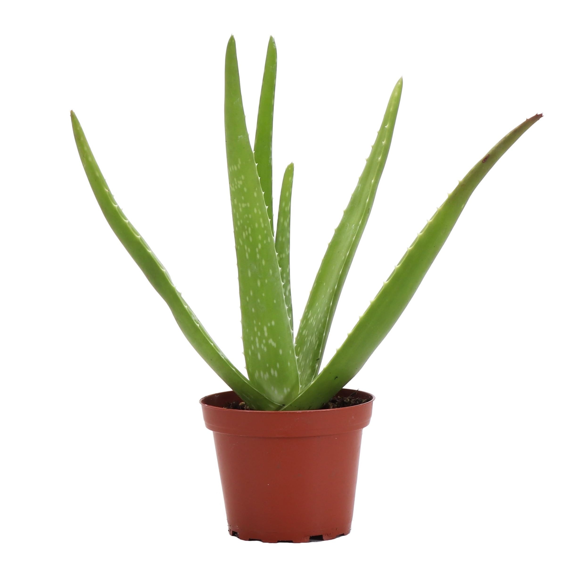 Thorsen's Greenhouse Aloe Vera, Live Indoor Plant, Aloe barbadensis, Easy to Grow, Succulent, Natural Air Purifier, 4" Diameter Pot (Nursery Pot)