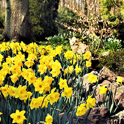 50 Yellow Daffodil Bulbs for Planting - Dutch Master Value Bag - Plant in Gardens, Borders & Flowerbeds - Bulb Size 10/12 cm - Easy to Grow Fall Flowers Bulbs by Willard & May - Thumbnail 4